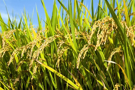 Sản xuất lúa hàng hóa tăng giá trị sản xuất