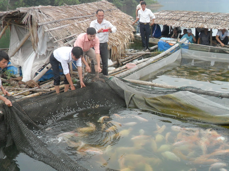 Thái Nguyên: Hiệu quả từ mô hình nuôi cá diêu hồng trong lồng