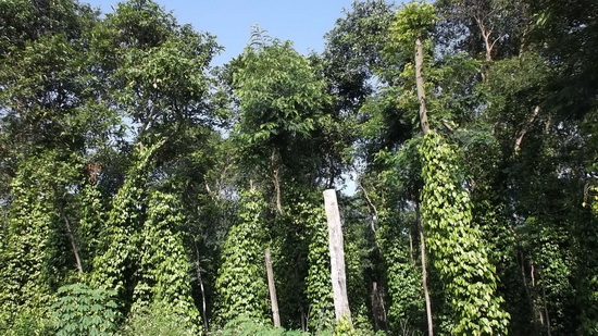 Quảng Ngãi: Thu tiền tỷ mỗi năm từ trồng tiêu leo thân cây bản địa