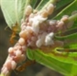 Indonesia sử dụng ong ký sinh chống dịch rệp hồng phá hoại sắn