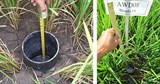 Kỹ thuật tưới tiêu mới có thể giảm ảnh hưởng của việc thiếu nước trong canh tác lúa