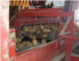 Phương pháp ngăn chặn sự lây nhiễm một số bệnh trên cây khoai tây thông qua làm sạch và khử trùng dụng cụ, thiết bị tích trữ 
