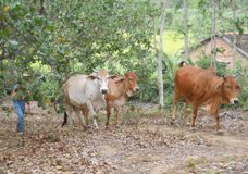 Bình Định: Thu nhập khá nhờ chăn nuôi bò sinh sản