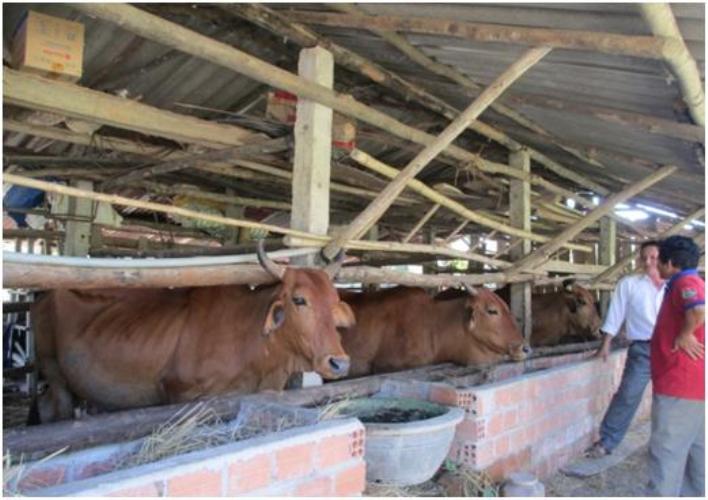 Chăn nuôi bò sinh sản, nhiều nông dân đã thoát nghèo