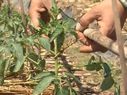 Kỹ thuật sản xuất cà chua vụ hè thu ở các tỉnh miền Bắc - Phần 2