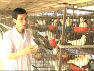Kỹ thuật chăn nuôi chim bồ câu Pháp theo hướng nuôi nhốt - Phần 1