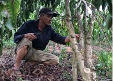 Lâm Đồng: Cách làm mới trong ghép cải tạo cà phê 