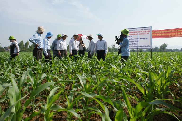 Vũ Quang: Đẩy mạnh trồng ngô nguyên liệu liên kết doanh nghiệp trên đất lúa