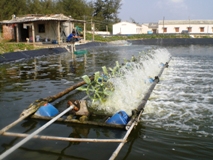 Hà Tĩnh: Kinh nghiệm phòng chống nắng nóng cho thủy sản nuôi trồ