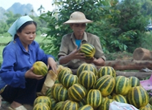 Sơn La: Nông dân thoát nghèo nhờ “trồng thêm” dưa