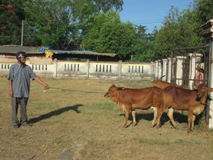 Quảng Ngãi: Trạm Khuyến nông Sơn Tịnh cấp bò theo mô hình “Chăn nuôi thâm canh bò cái lai Zê-bu sinh sản”