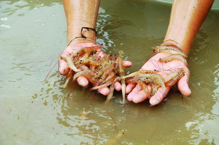 Quảng Trị: Dịch bệnh trên tôm nuôi có nguy cơ bùng phát Quảng Trị: Dịch bệnh trên tôm nuôi có nguy cơ bùng phát