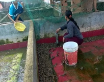 Bà Rịa - Vũng Tàu: Nâng cao thu nhập từ mô hình nuôi ếch trong bể