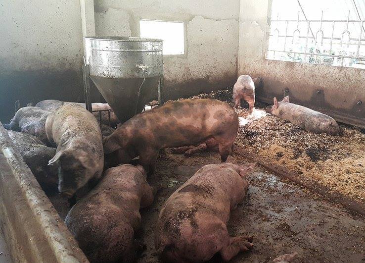 Hà Tĩnh: Nuôi lợn sử dụng đệm lót sinh học liên kết với doanh nghiệp