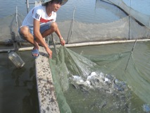 Quảng Bình: Hiệu quả mô hình nuôi cá chim vây vàng thương phẩm