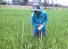 Vĩnh Long: Tâm sự của một phụ nữ tham gia dự án trồng lúa áp dụng 3 giảm 3 tăng và kỹ thuật SRI