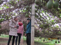 Hà Nam: Trang trại trồng gấc và cây ăn trái cho hiệu quả cao