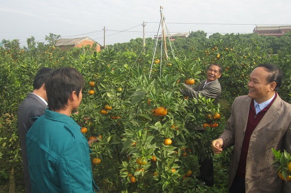 Bắc Giang: Làm giàu nhờ chuyển đổi sang trồng cam Canh