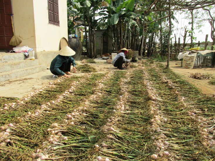 Quảng Bình: Phát triển kinh tế từ cây tỏi tía