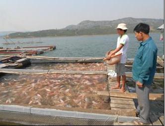 Tân Nghĩa (Lâm Đồng): Nuôi cá lồng bè trên hồ thủy điện Đồng Nai 2