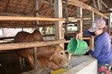 Hướng dẫn các biện pháp phòng chống thiếu nước cho đàn vật nuôi
