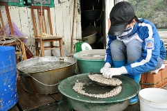 Kỹ thuật nuôi ngao giá bằng lồng đặt trên bãi triều Kỹ thuật nuôi ngao giá bằng lồng đặt trên bãi triều