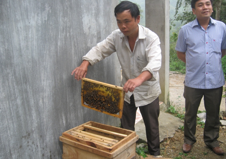 Hà Giang: Thu nhập cao từ phát triển nuôi ong mật bạc hà