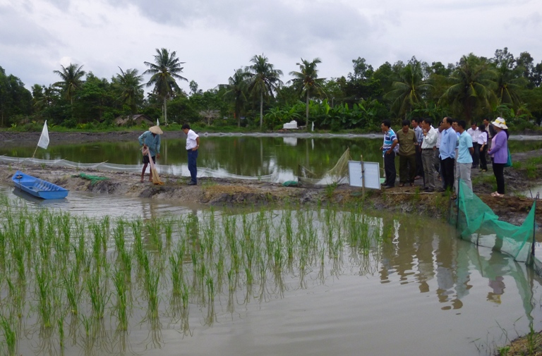 Tham quan mô hình nuôi xen canh tôm càng xanh – lúa