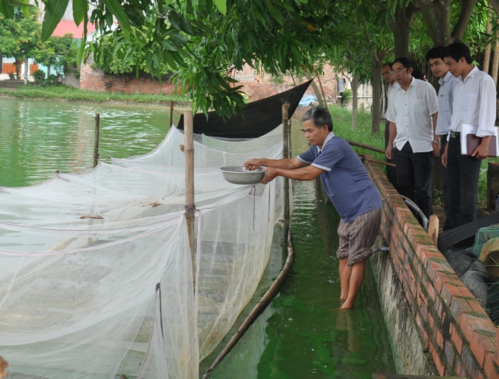 Tham quan mô hình nuôi ếch công nghiệp trong lồng lưới tại huyện Yên Phong, Bắc Ninh