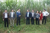 TTKNQG: Xây dựng mô hình sản xuất thâm canh tổng hợp cho cây mía phục vụ chế biến đường công nghiệp