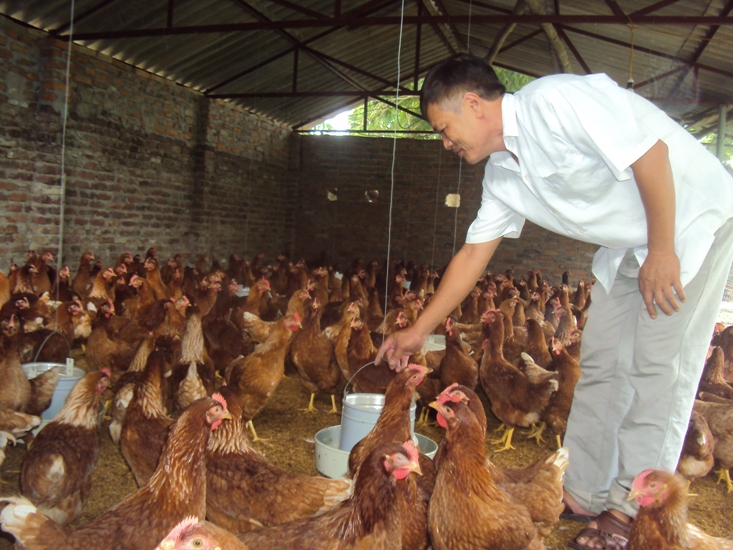 Bắc Ninh: Mô hình trang trại cho hiệu quả kinh tế cao
