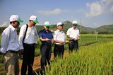 Ba năm xây dựng và phát triển mô hình liên kết sản xuất, tiêu thụ hạt giống xác nhận 1 của một số giống lúa ngắn ngày, chất lượng cao tại các tỉnh miền Trung