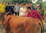 Tập huấn nhân rộng mô hình về “Kỹ thuật vỗ béo bò thịt”