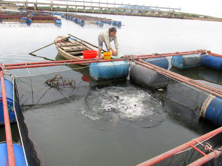 Hà Tĩnh: Duy trì và phát triển nghề nuôi cá lồng bè trên sông tại xã Thạch Sơ