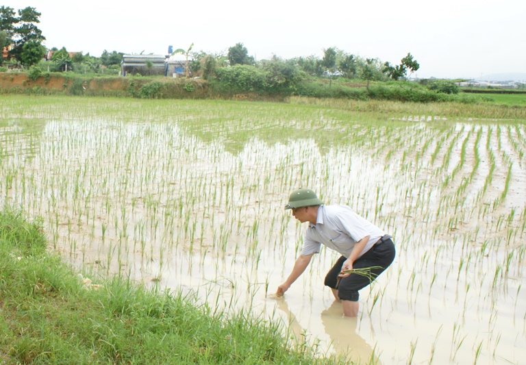 Hướng dẫn khắc phục hậu quả mưa bão đối với sản xuất trồng trọt vụ Hè Thu, Mùa 2018 các tỉnh phía Bắc