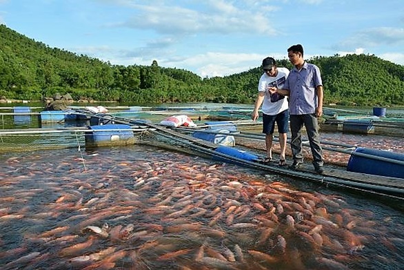 Hà Tĩnh: Thành công từ mô hình nuôi cá lồng ở đập Khe Còi