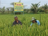 Cà Mau: Mô hình canh tác lúa thông minh cho lợi nhuận trên 24 triệu đồng/ha