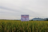 Quảng Ngãi: Hiệu quả mô hình sản xuất lúa thông minh