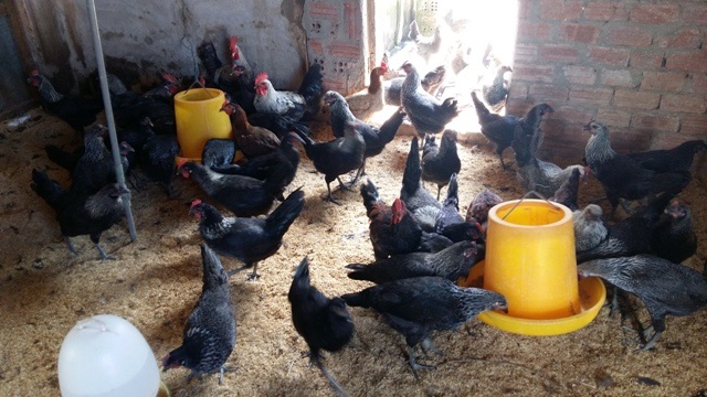 Quảng Nam: Mô hình chăn nuôi gà Ai Cập hướng trứng sạch trên nền đệm lót sinh học