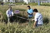 Trung Quốc: Thành công trong việc tăng năng suất giống gạo chịu mặn