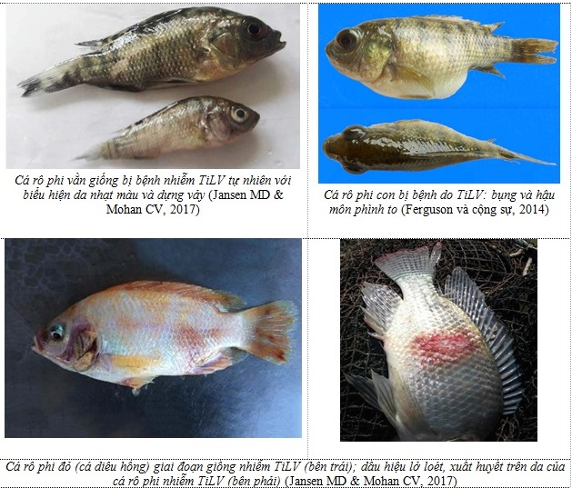 Một số hình ảnh cá rô phi bị bệnh do TiLV gây ra