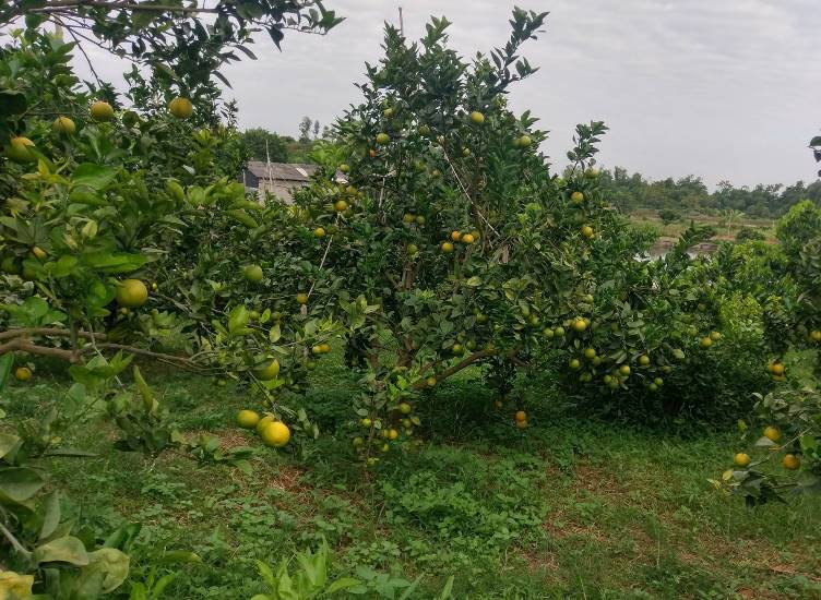 Bắc Giang: Phủ xanh “đất trống, đồi trọc” nhờ trang trại cây ăn quả