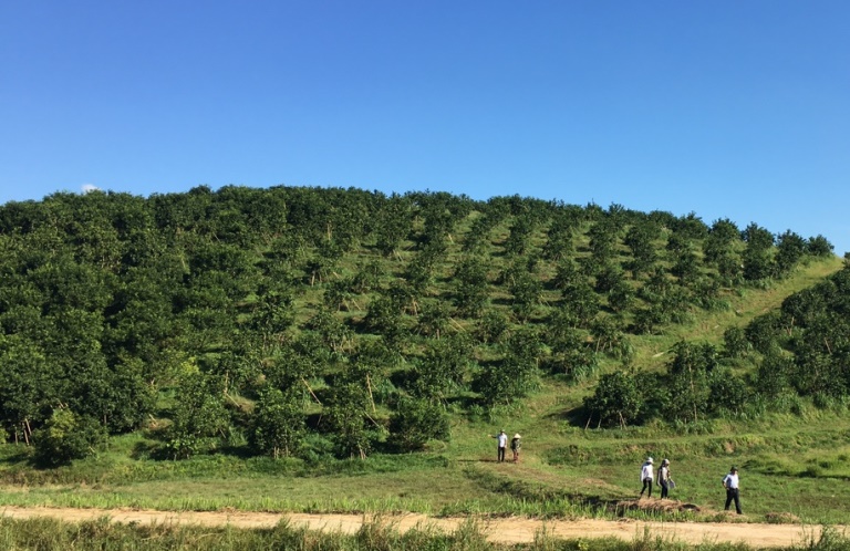 Hà Tĩnh: Sản xuất cam hữu cơ - hướng phát triển bền vững
