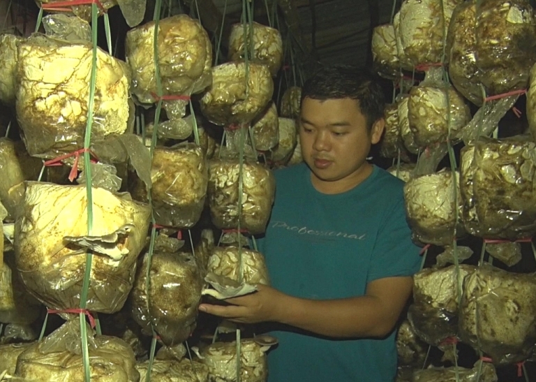 Quảng Trị: Trưởng thôn 9x làm giàu từ nấm