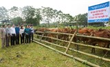 Dự án khuyến nông trung ương lĩnh vực chăn nuôi: Góp phần tăng hiệu quả kinh tế, thu nhập cho nông dân