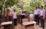 Hòa Bình: Tổng kết dự án xây dựng mô hình nuôi ong mật chất lượng cao trong nông hộ 