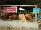 Lào Cai: Hiệu quả mô hình vỗ béo bò thịt