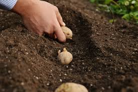 Kỹ thuật trồng và chăm sóc cây khoai tây (kỳ 1)