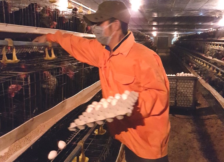 Hà Tĩnh: Hợp tác xã Thạch Tiến nuôi gà đẻ “trứng Omega 3”