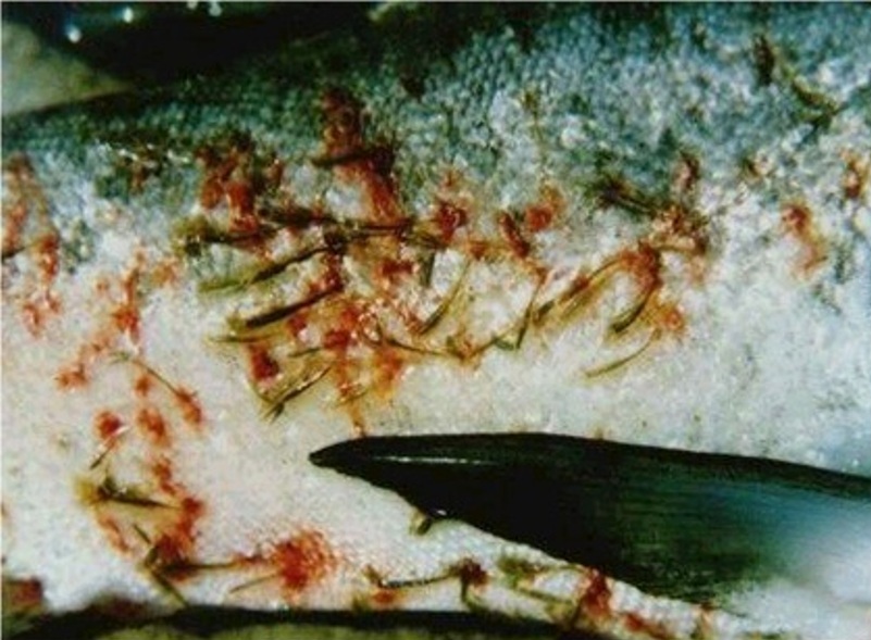 Một số bệnh thường gặp trên cá nuôi lồng, bè tại một số tỉnh miền Bắc và biện pháp phòng, trị (Kỳ 2)